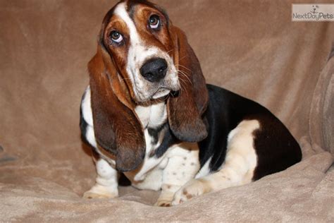 basset hound breeders oklahoma|basset puppies near me.